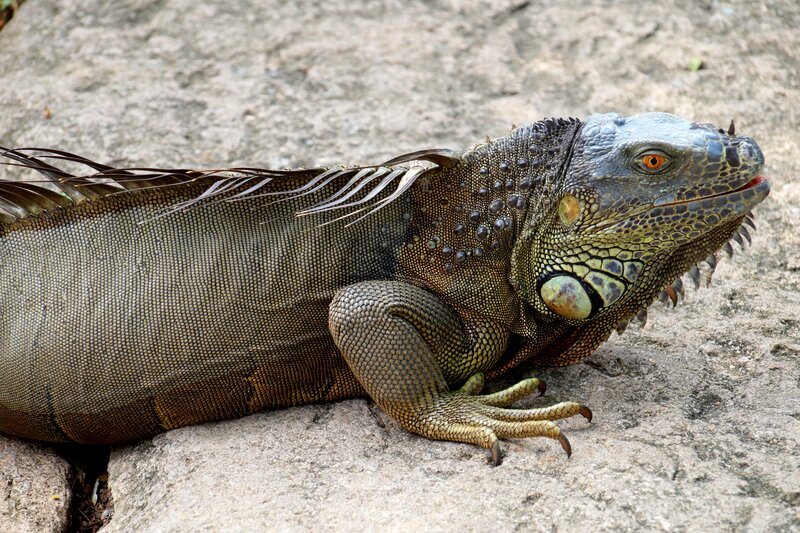 Green Iguana on Rock — Calm, Afternoon