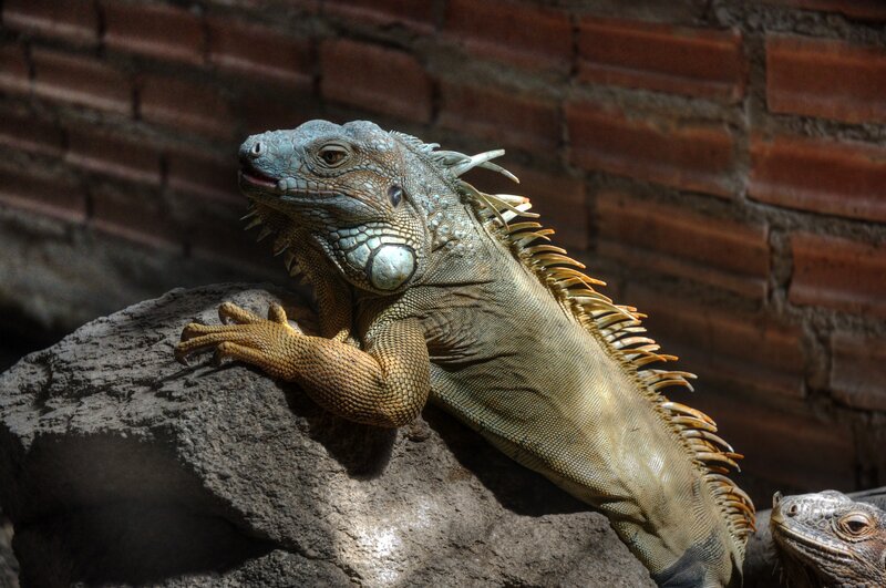 Green Iguana on Rock — Calm, Photograph