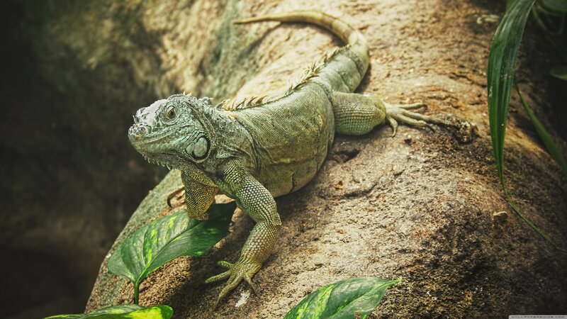 Green Iguana on Rock — Calm
