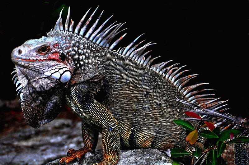 Green Iguana on Rock — Dramatic