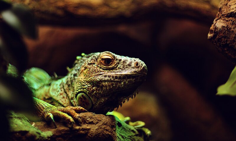 Green Iguana on Rock — Natural, Photograph, Plant