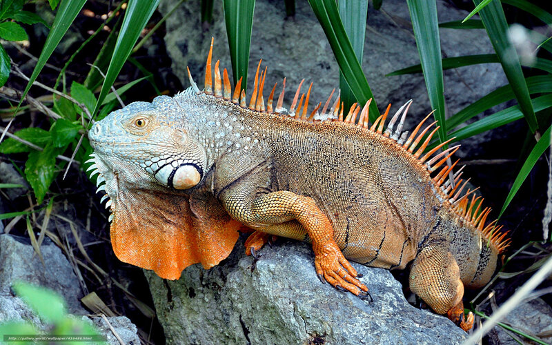 Green Iguana on Rock — Natural, Photograph