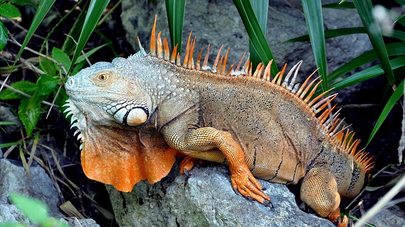 Green Iguana on Rock — Natural