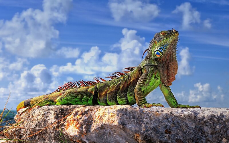Green Iguana on Rock — Serene, Afternoon