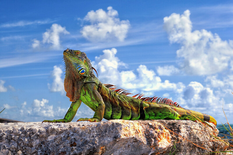 Green Iguana on Rock — Serene