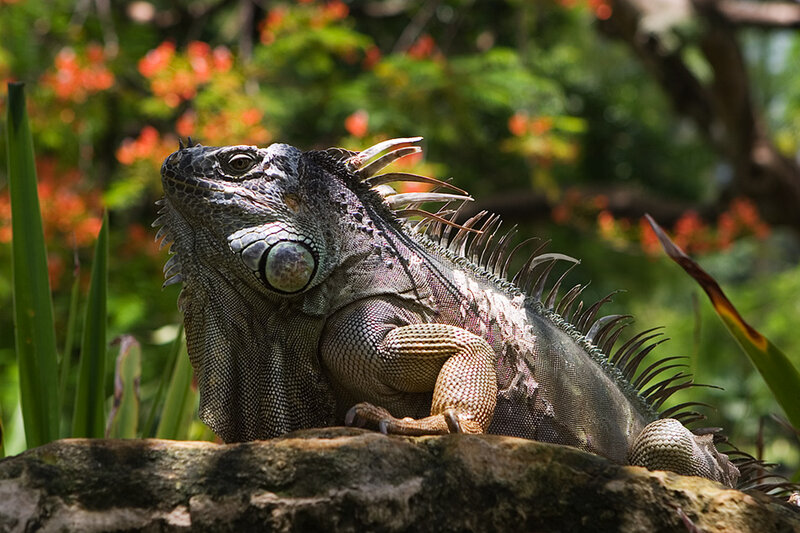 Green Iguana on Rock