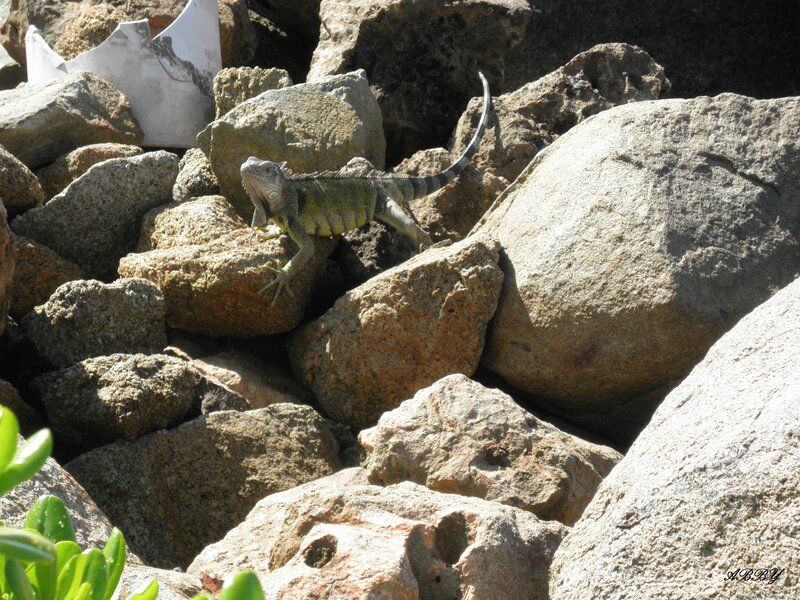 Green Iguana on Rocks