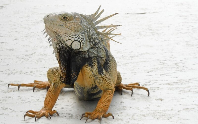 Green Iguana on Sand