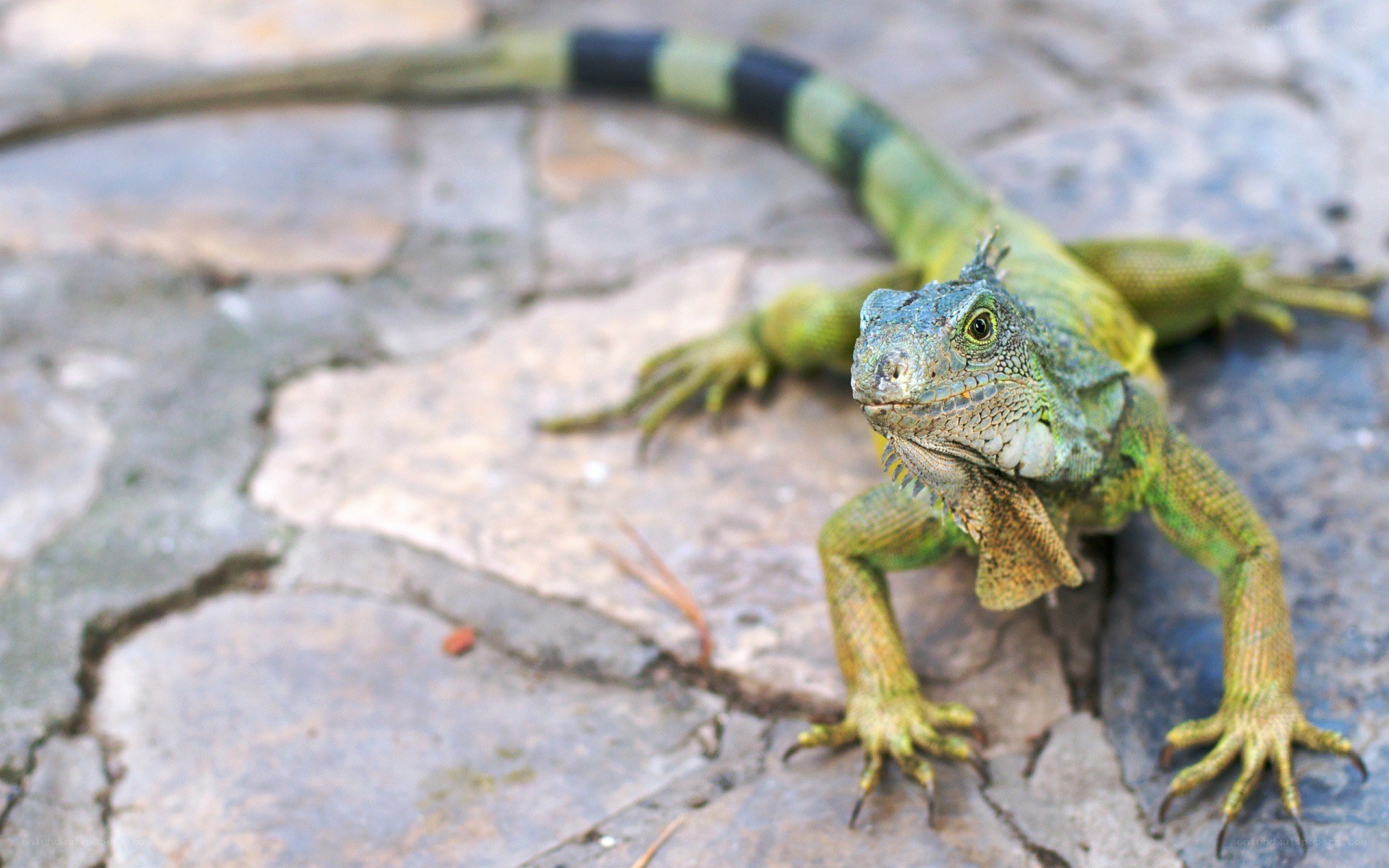 green iguana on stone