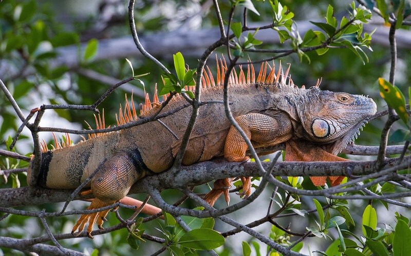 Green Iguana on Tree Branch