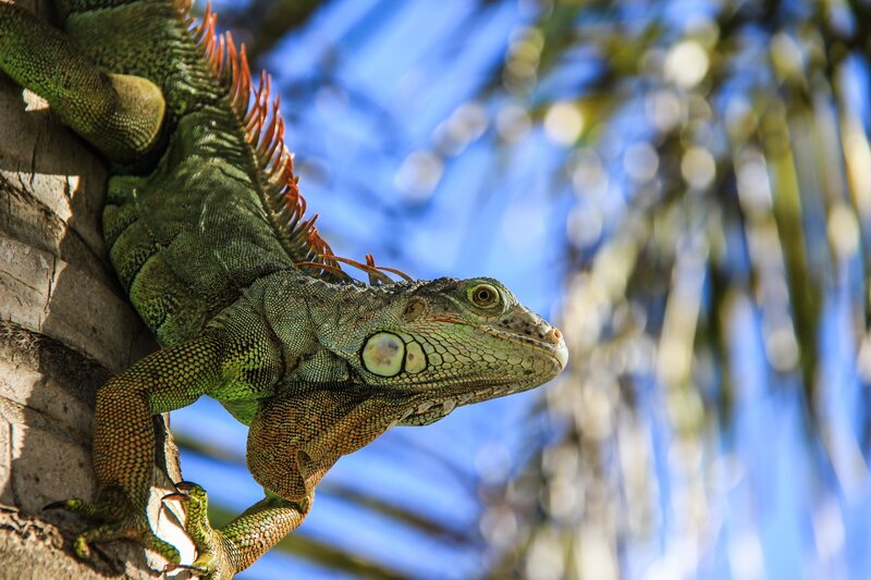 Green iguana on tree trunk