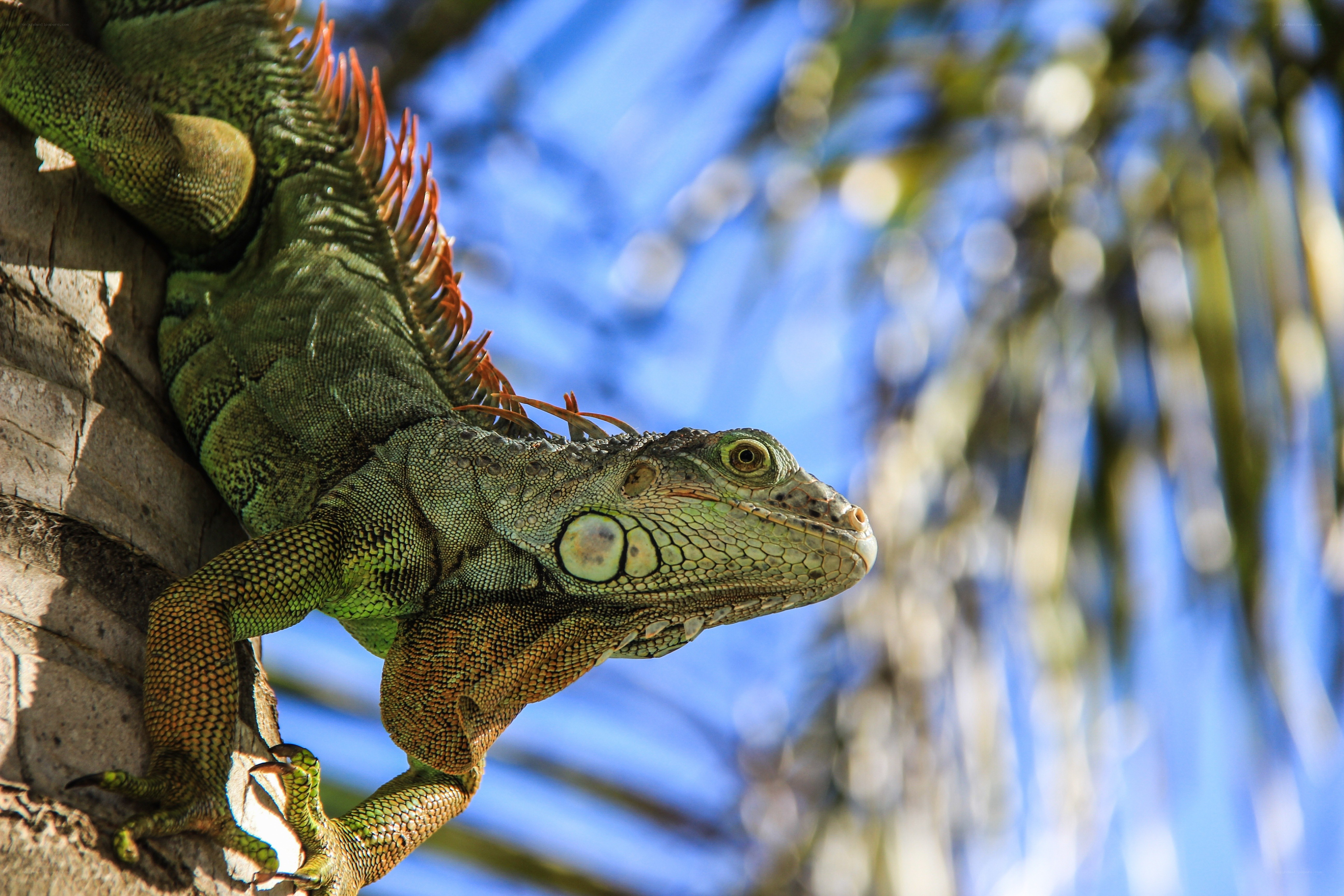 Green iguana on tree trunk