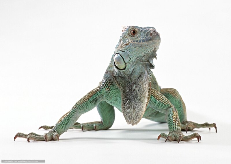 green iguana on white background