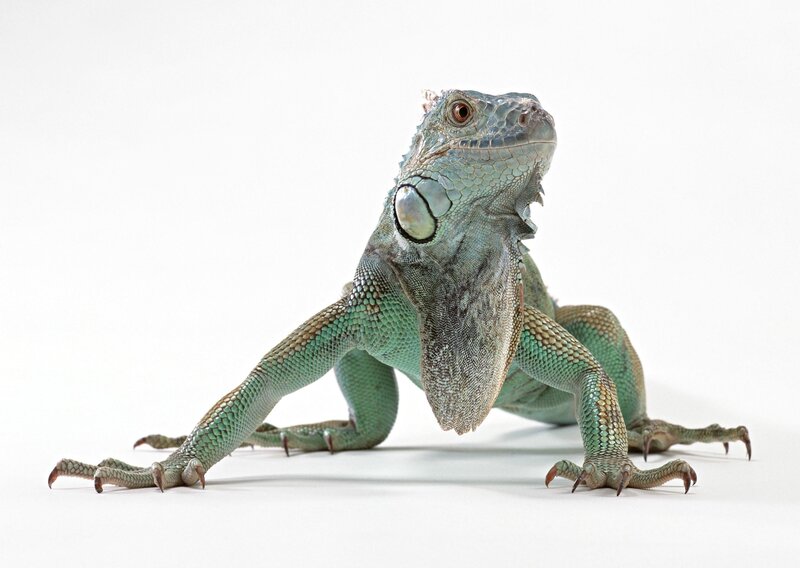 Green Iguana on White — Neutral