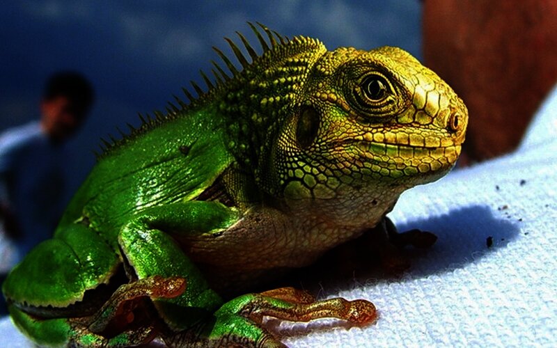 Green Iguana on White Surface