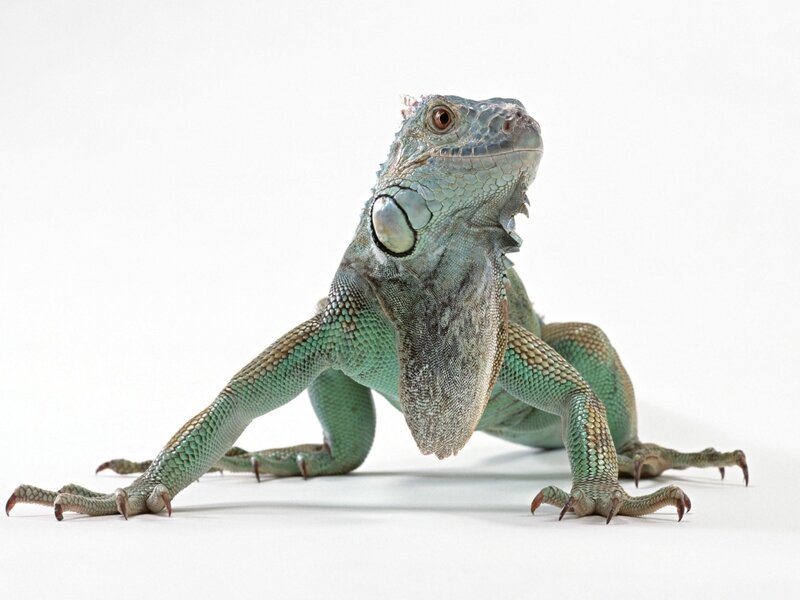 Green Iguana on White