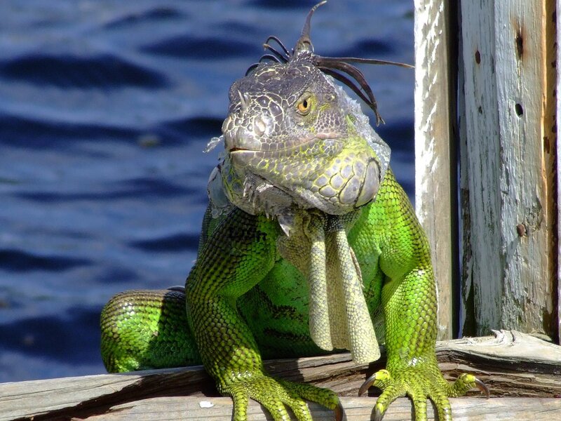 green iguana on wooden dock