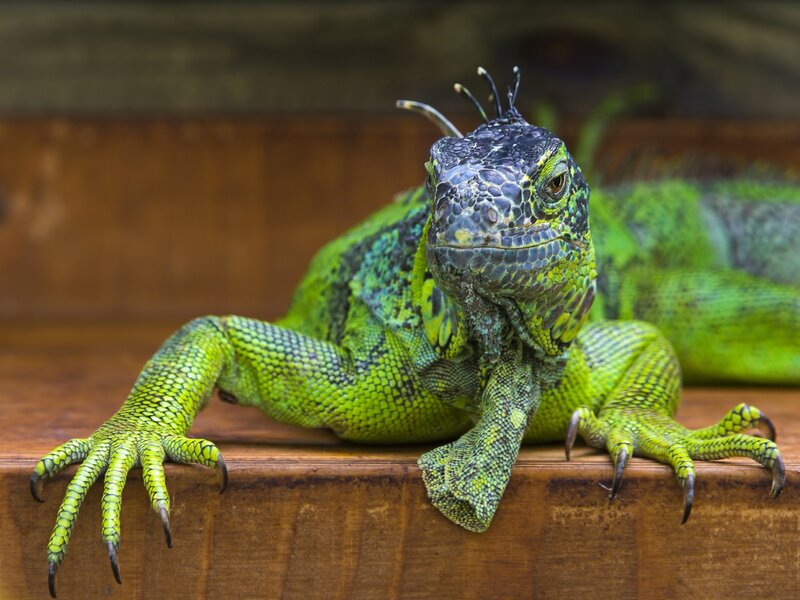 green iguana on wooden surface