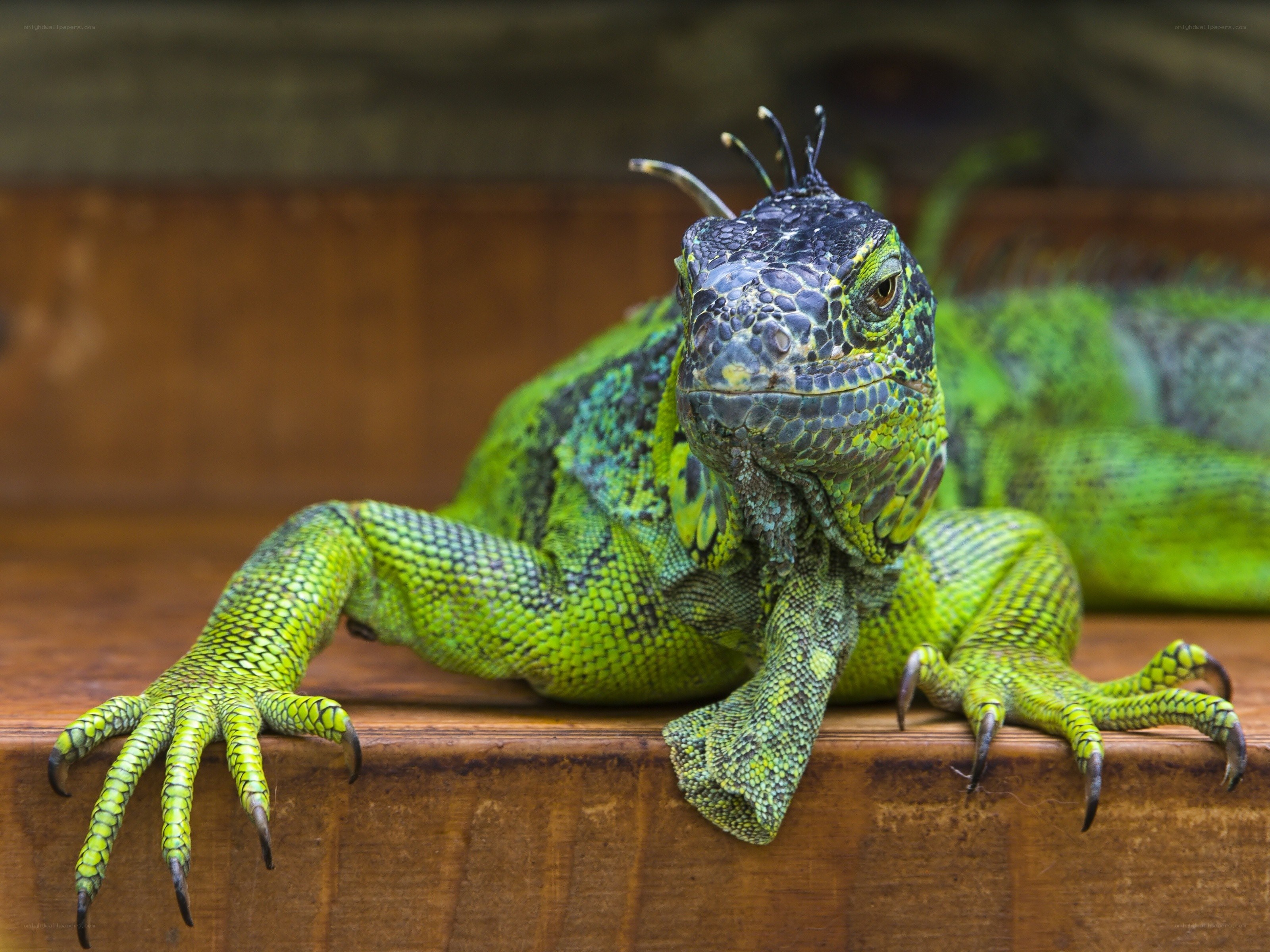 green iguana on wooden surface