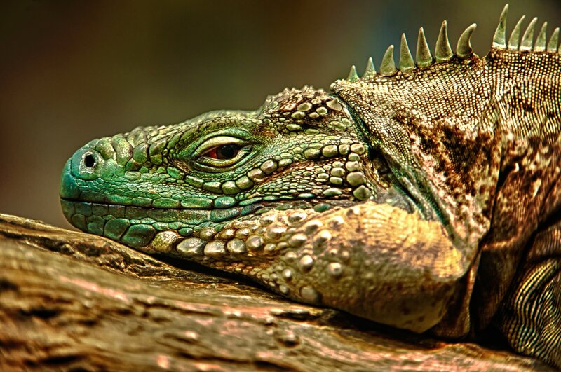 Green Iguana Resting — Calm, Photograph, Log, Scales
