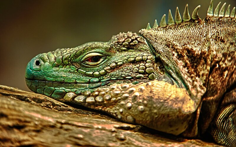 Green Iguana Resting — Calm, Photograph, Log