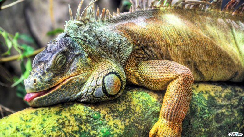 Green Iguana Resting — Calm, Photograph, Rock