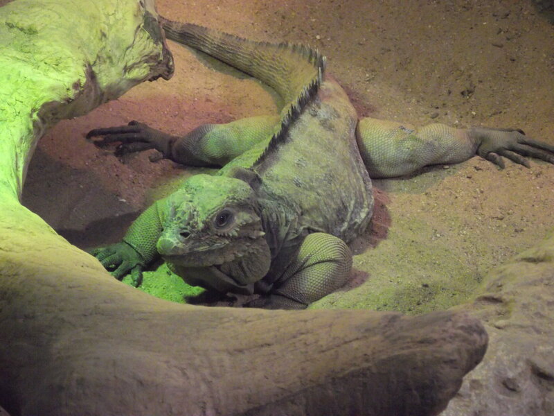 Green Iguana Resting — Calm, Photograph