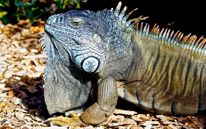Green Iguana Resting — Calm