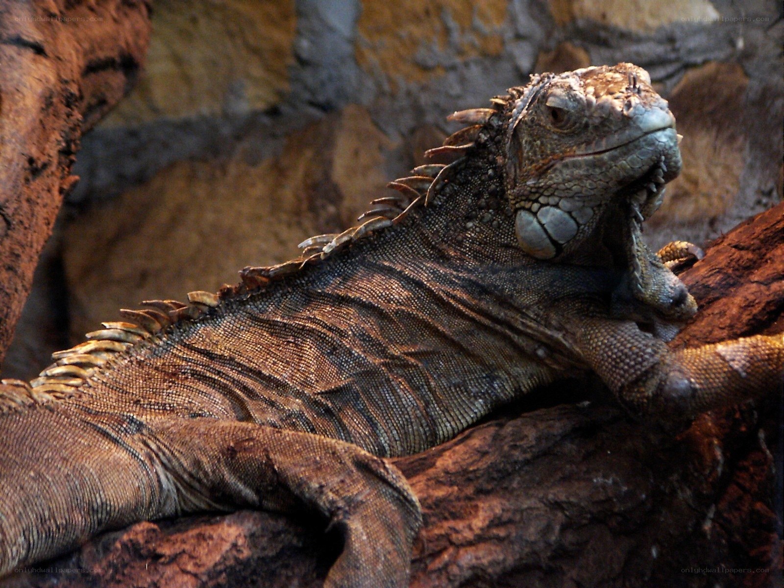green iguana resting on log