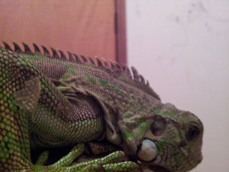 green iguana resting