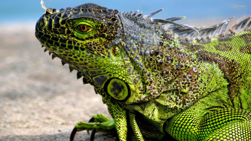 Green Iguana
