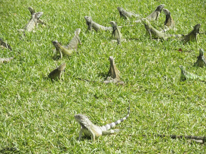 Green Iguanas in Grass — Calm