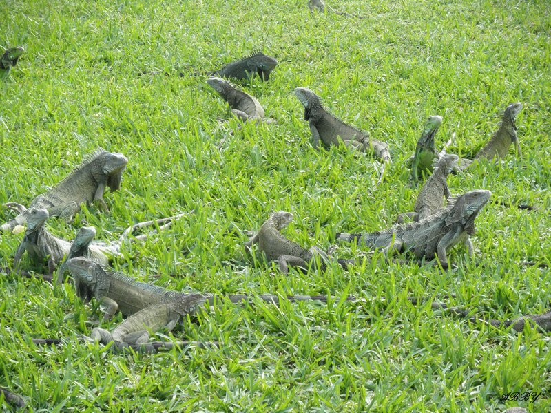 Green Iguanas in Grass