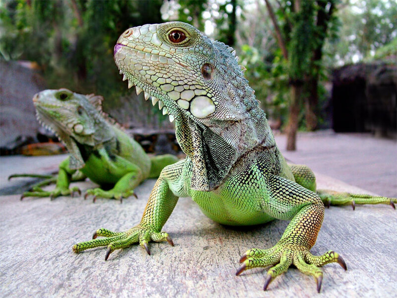 Green Iguanas on Stone