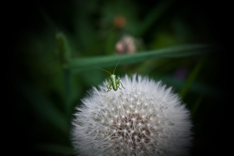 Green insect on dandelion