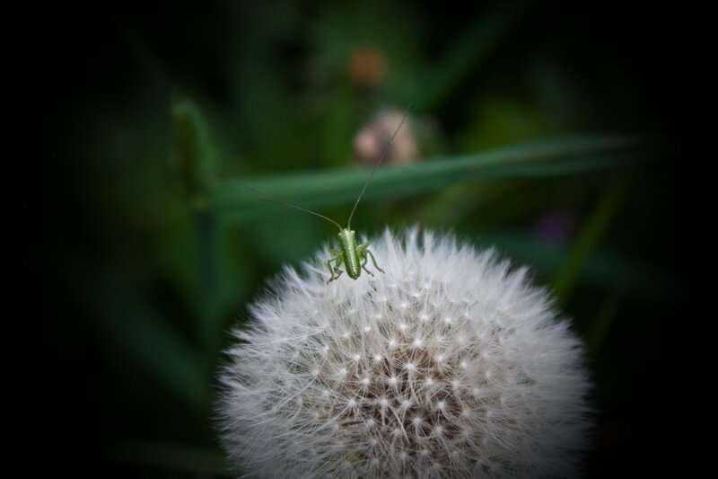 Green Insect on Dandelion — White, Serene