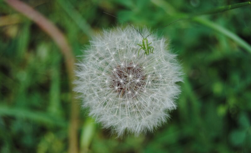 Green Insect on Dandelion — White