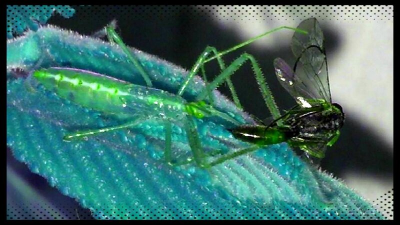 Green Insect on Leaf — Natural, Photograph
