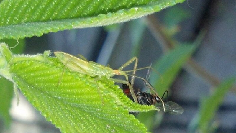 Green Insect on Leaf — Natural