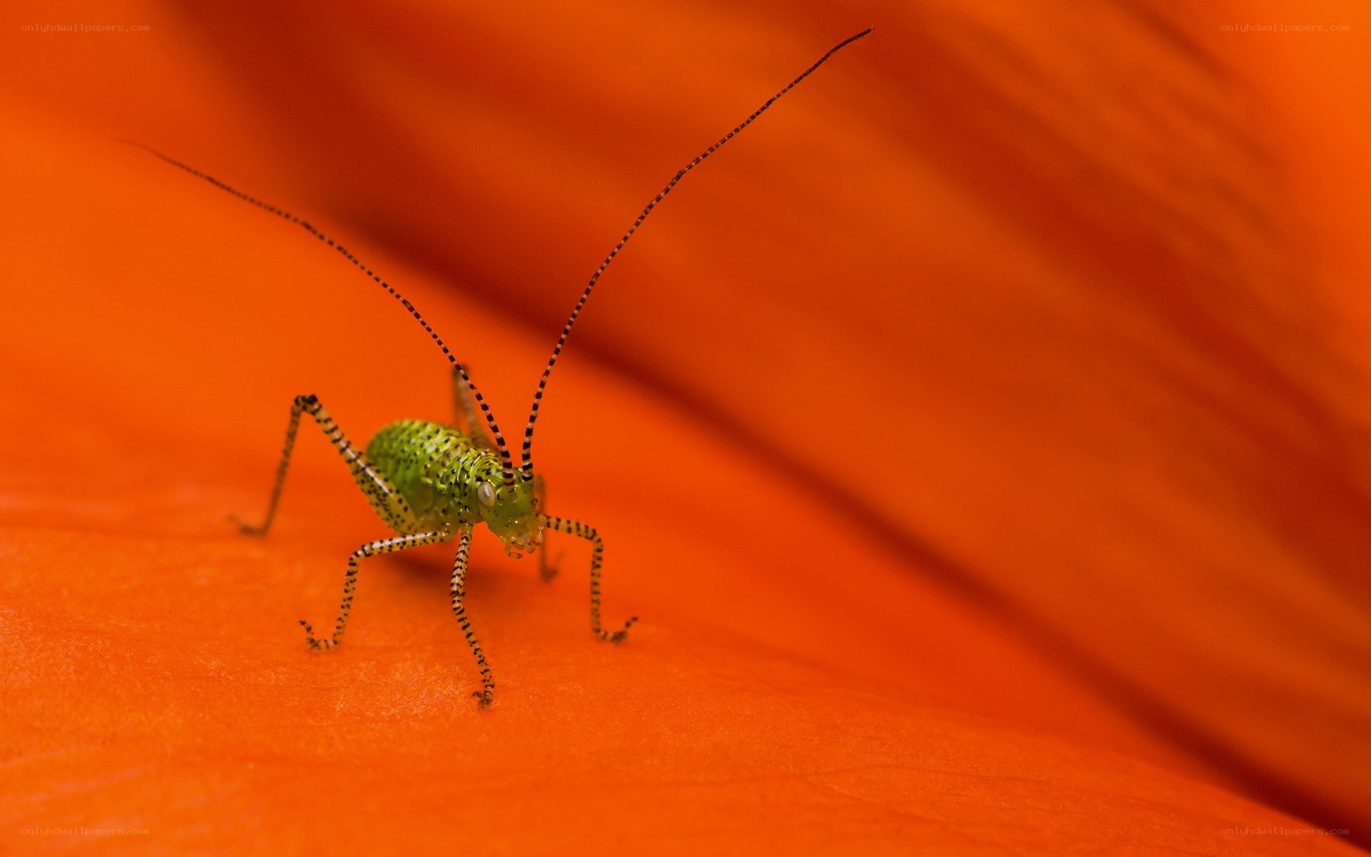 green insect on orange flower
