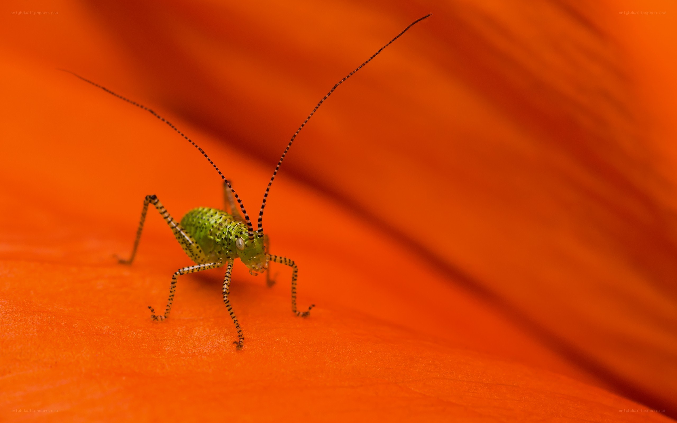 green insect on orange petal
