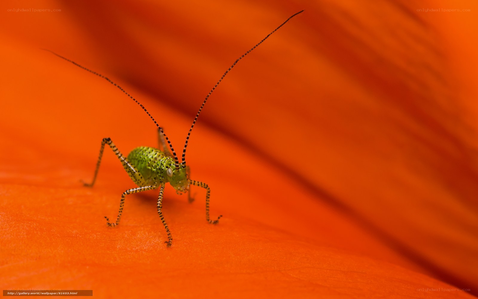 Green insect on orange petal