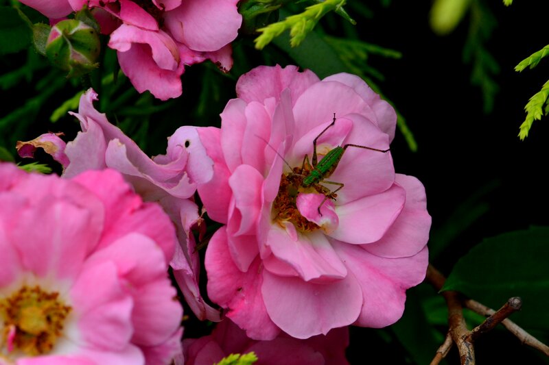 Green Insect on Pink Rose