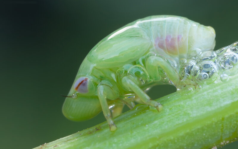 green insect on plant stem