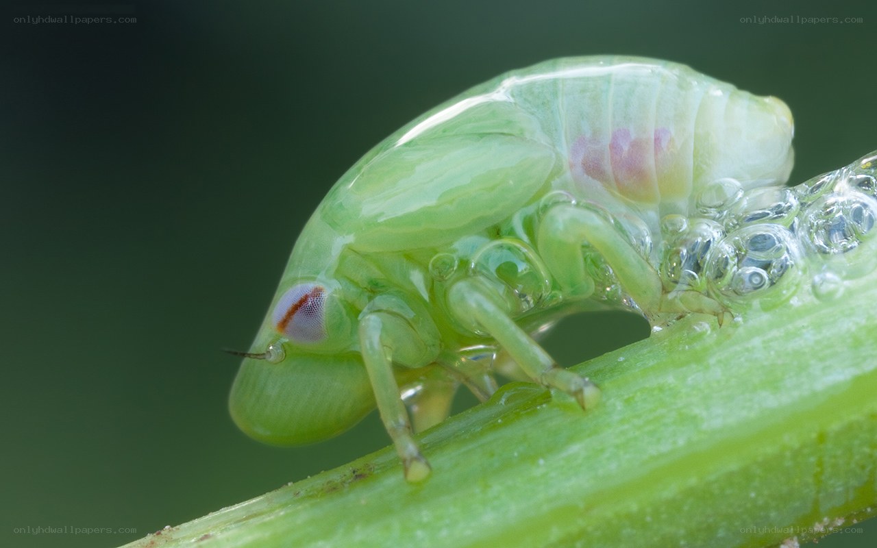 green insect on plant stem