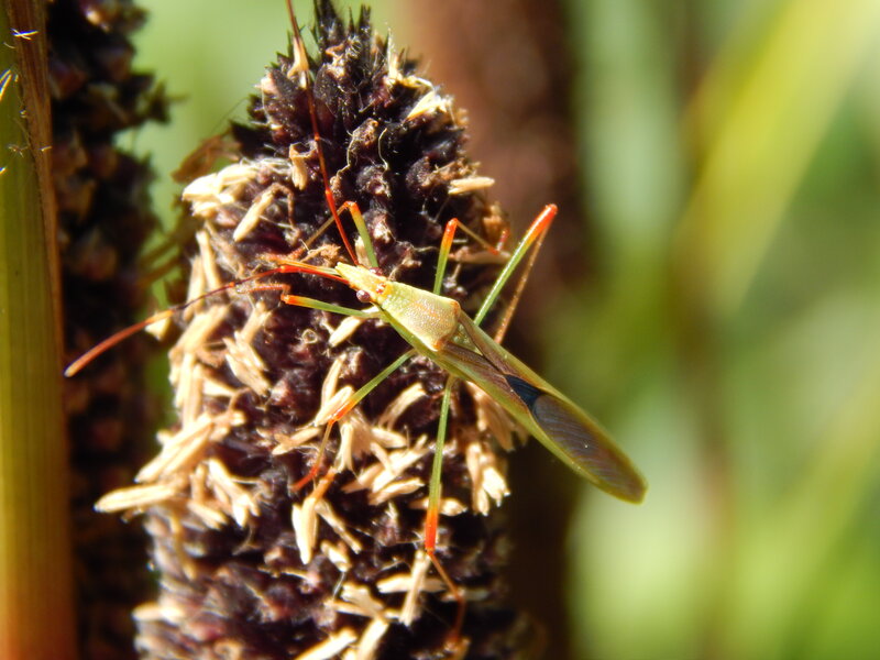 Green Insect on Plant