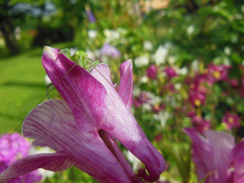 Green Insect on Purple Flower