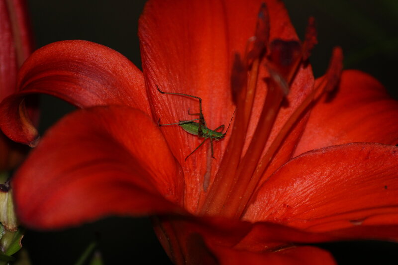 Green Insect on Red Flower