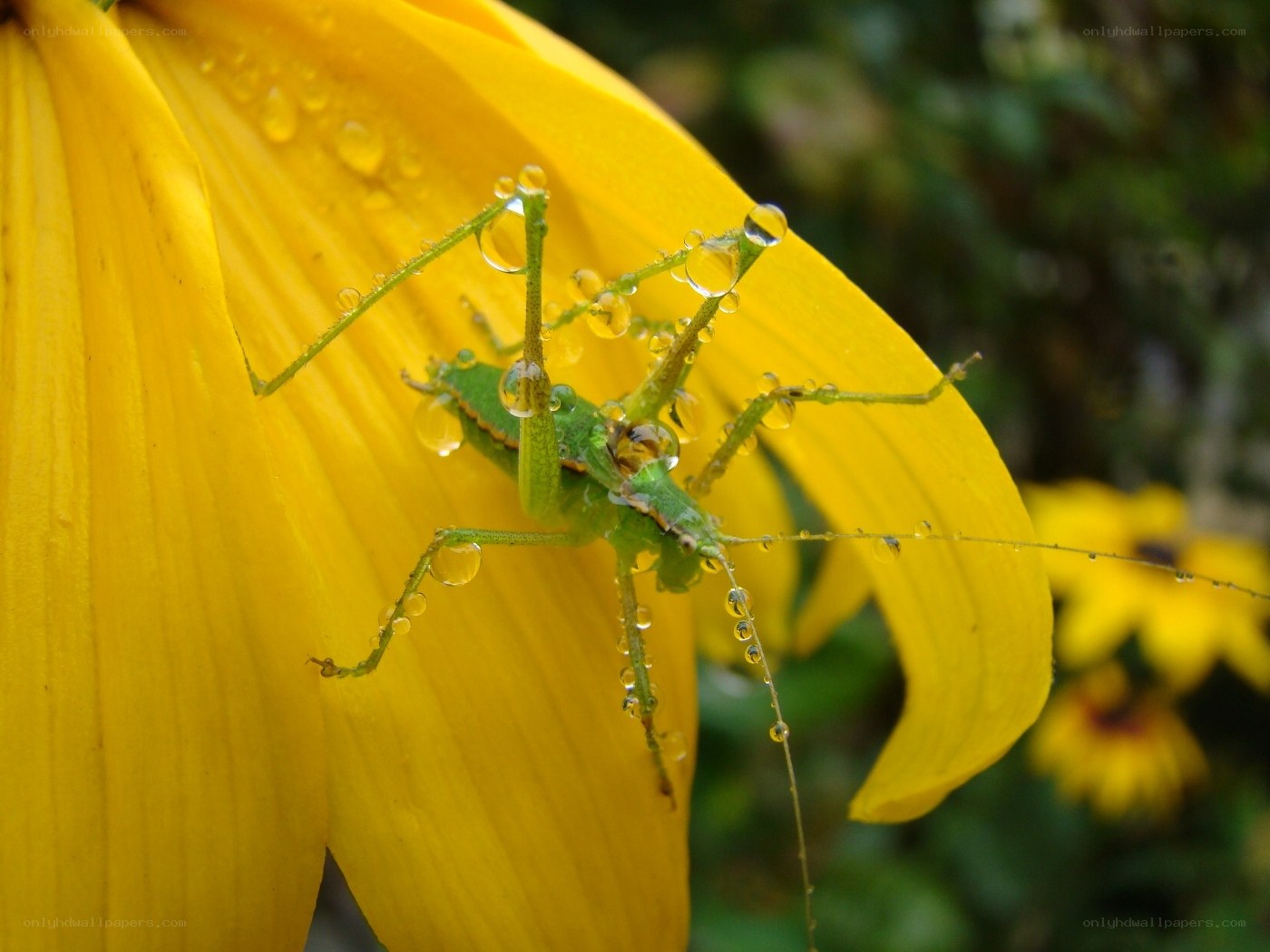 Green insect on yellow flower