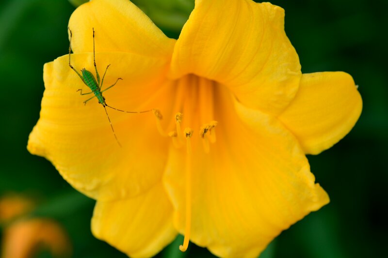 Green Insect on Yellow Flower — Calm